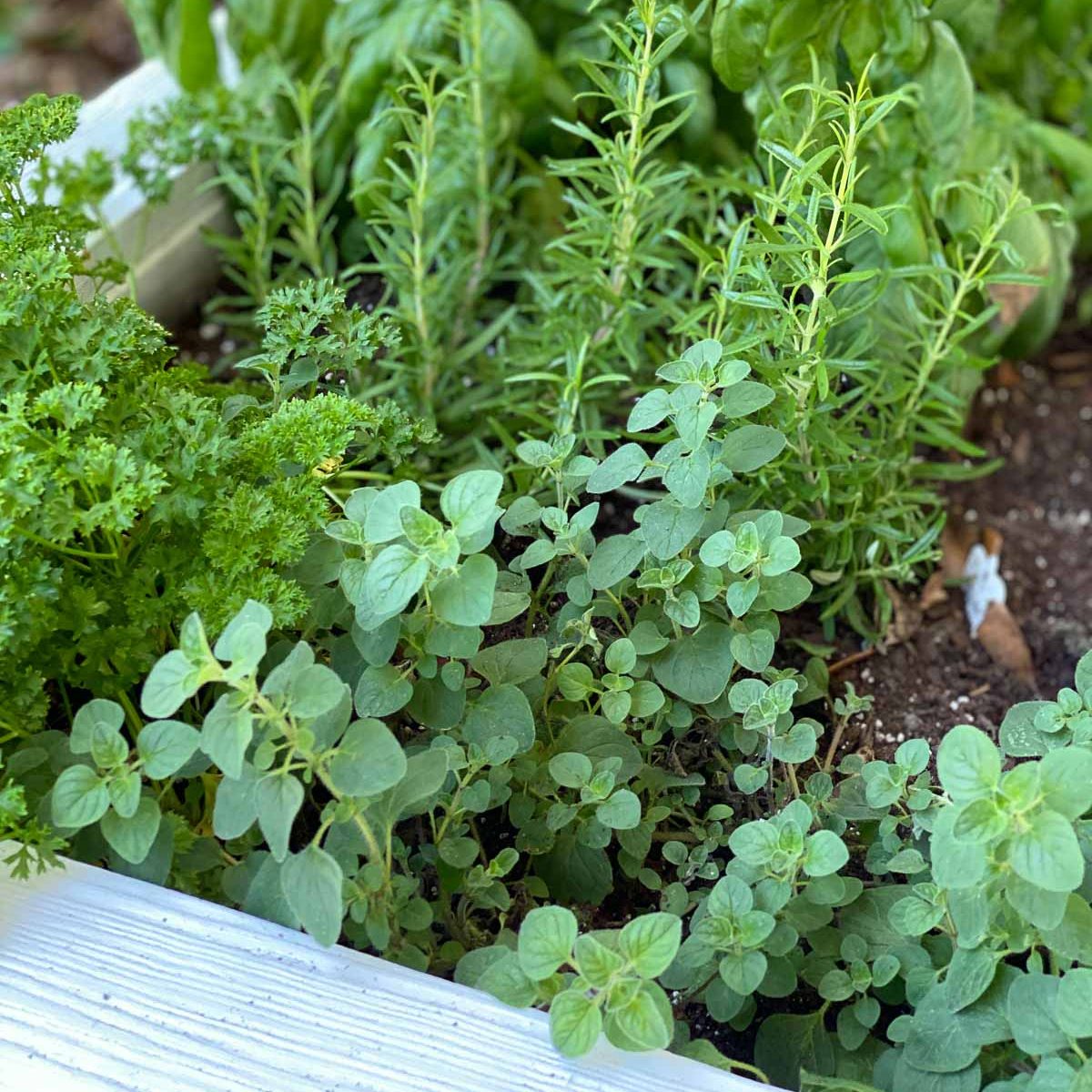 Fresh herbs in a flowerbox